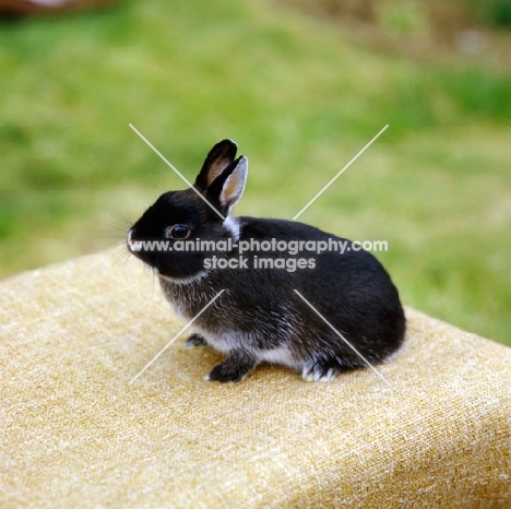 netherland dwarf rabbit on a table