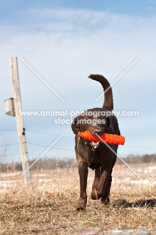 Labrador fetching dummy