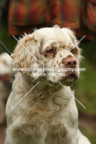 Clumber Spaniel portrait