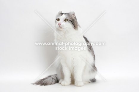 American Curl cat, silver mackerel tabby & white colour