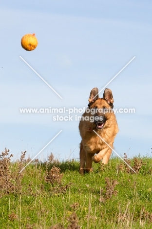 German Shepherd Dog (Alsatian) retrieving ball