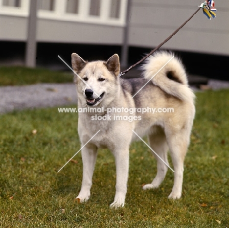 greenland dog