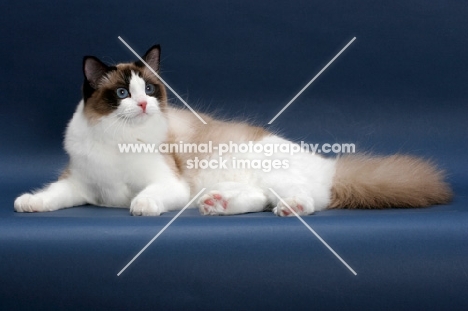 Seal Point Bi-Color Ragdoll, lying down on blue background