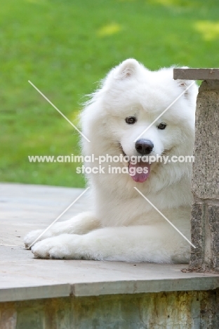 Samoyed on terrace