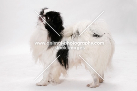 Japanese Chin, Australian Champion, in studio