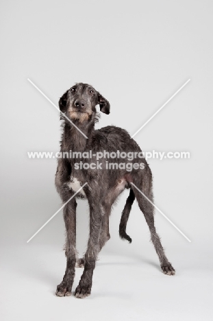 Young grey Scottish Deerhound in studio.