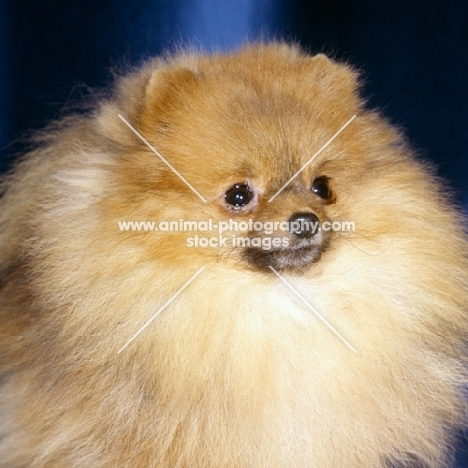 ch little model of hadleigh, pomeranian, portrait