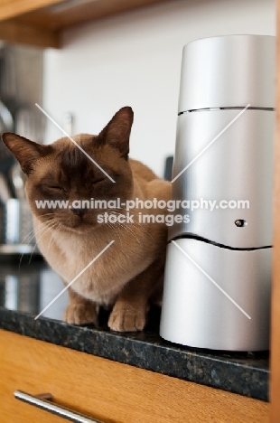 Burmese cat on kitchen worktop