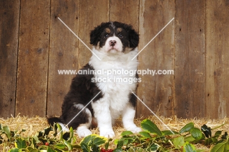 Border Collie puppy in barn