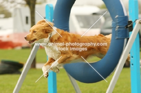 Collie crossbreed jumping through hoop