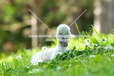 swan cygnet lying on grass