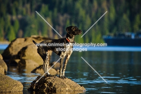 German Shorthaired Pointer standing on rock