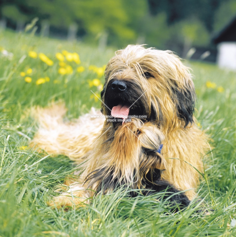Briard and Yorkshire Terrier sniffing at mouth