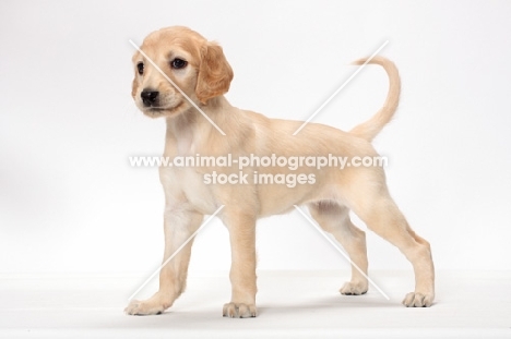 Saluki puppy standing