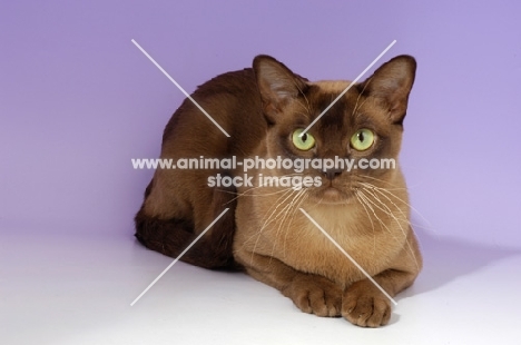 chocolate burmese cat lying down on purple background