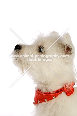 West Highland White puppy wearing a red bandanna around its neck, isolated on a white background