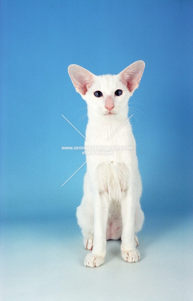 white Oriental Shorthair on blue background, front view