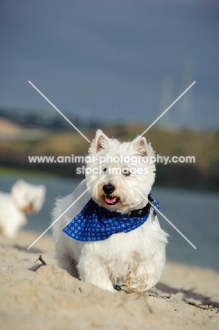 West Highland White Terrier wearing blue scarf on beach