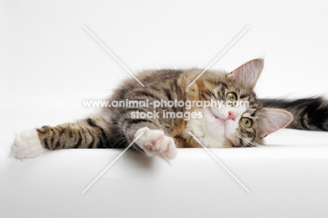 Norwegian Forest lying down, Brown Mackerel Tabby & White