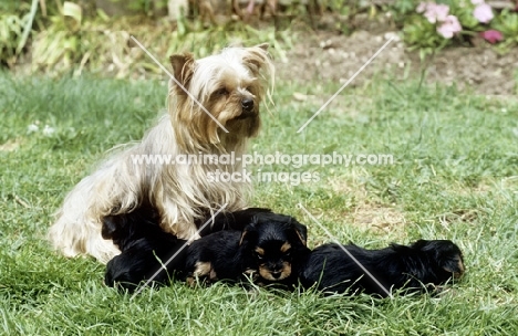 yorkshire terrier mother and her puppies