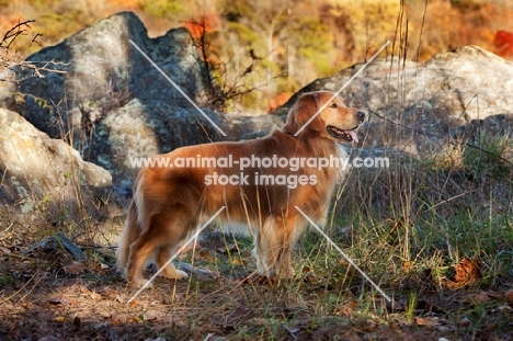 Golden Retriever near rocks