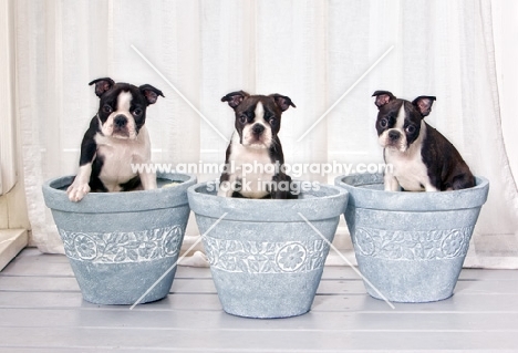 Boston Terriers in pots