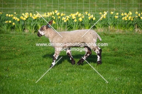 Bluefaced Leicester lamb in spring