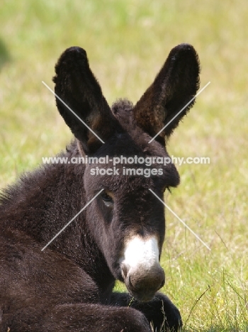 cute young donkey lying down