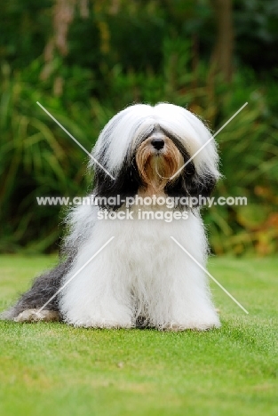 Tibetan Terrier