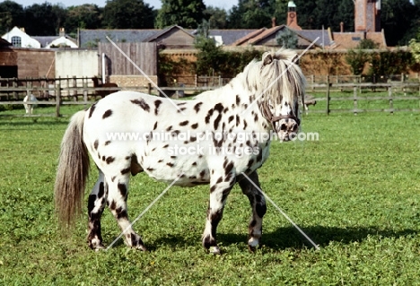 Falabella pony looking at camera