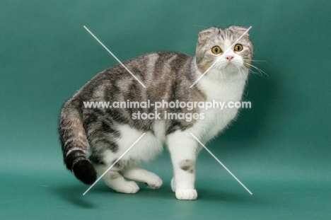 Silver Classic Tabby and White Scottish Fold cat, side view