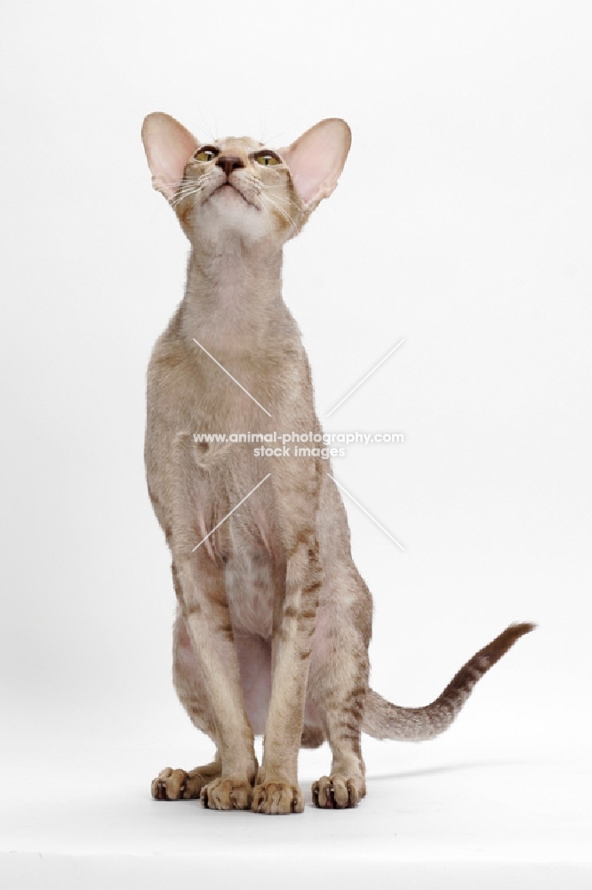 Oriental Shorthair full body, Chocolate Silver Ticked Tabby, looking up