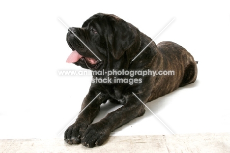 Brindle Mastiff lying down