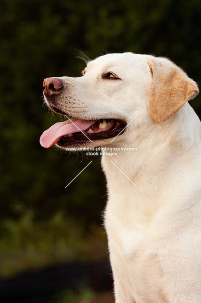 yellow labrador, side view