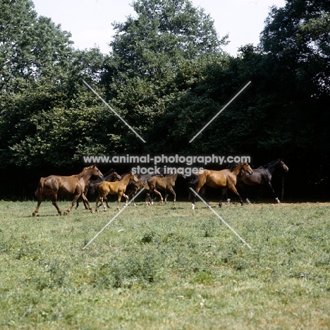 group of westphalian warmblood mares and foals trotting off