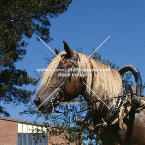 Finnish Horse in harness, head study