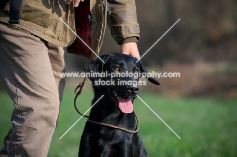 black labrador sitting near owner