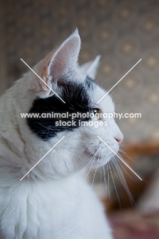 black and white cat in profile with patterned blurred background