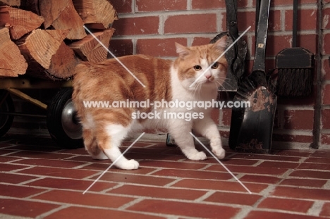 tabby and white Manx cat on tiled floor