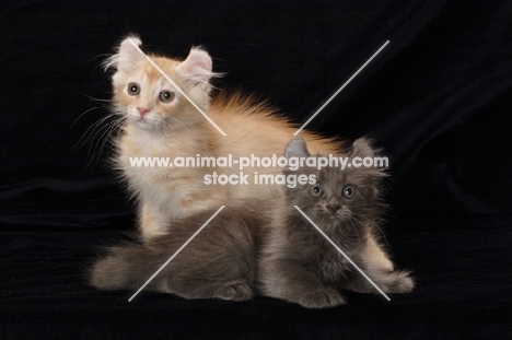 American Curl kittens in studio