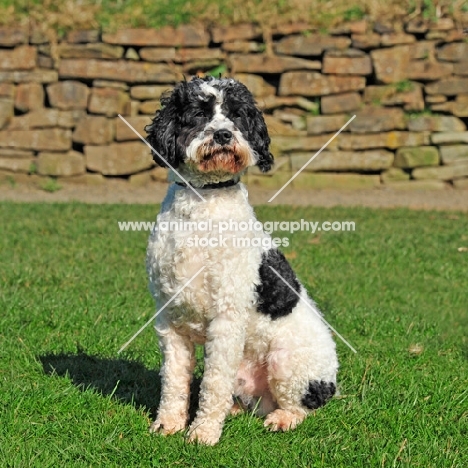 Cockapoo sitting on grass