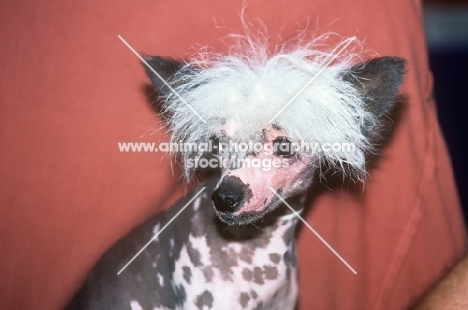 keshar's blueboy du fuinrando,   chinese crested dog, portrait
