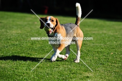 Beagle walking on grass