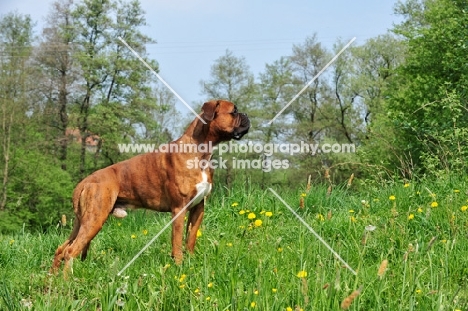 Boxer standing on hill