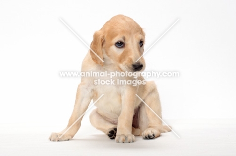 cute Saluki puppy