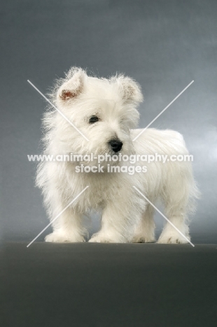 West Highland White puppy on a grey background