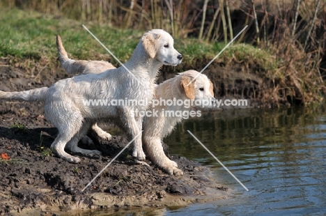 two young Golden Retrievers near riverside