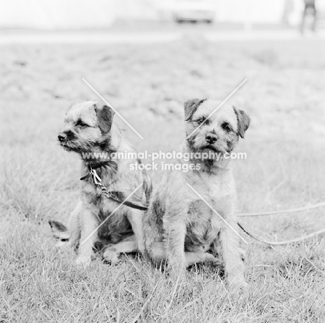 two border terriers sitting together