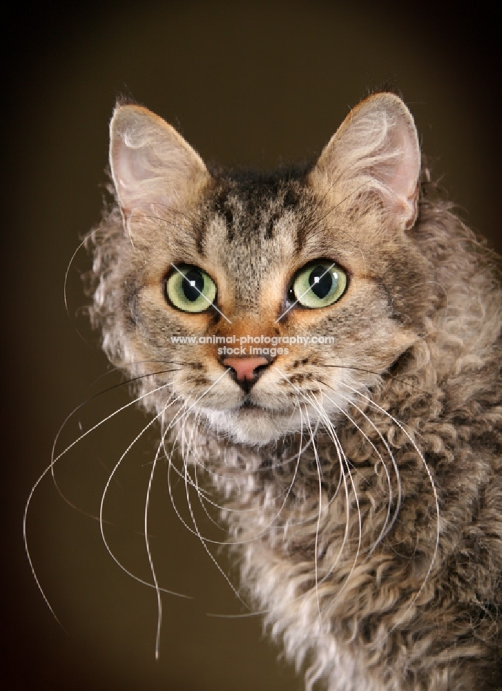 2 year old Brown Mackerel Tabby LaPerm male neuter, Head Study.