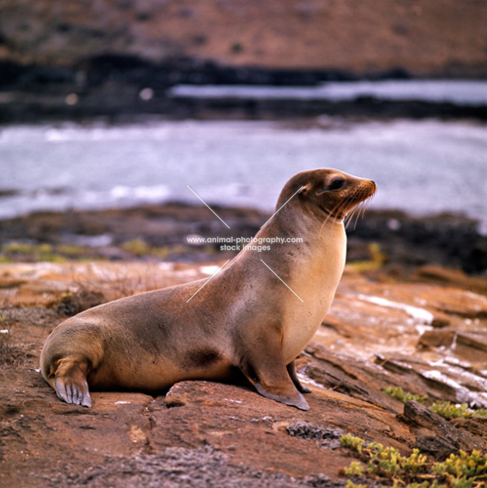 sea lion on james island, galapagos islands